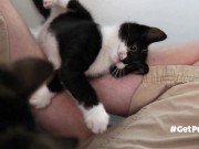 TINY PUSSIES INVOLVE THE CAMERA MAN WHILE PLAYING WITH EACH OTHER 8/16