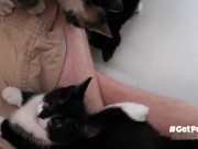 TINY PUSSIES INVOLVE THE CAMERA MAN WHILE PLAYING WITH EACH OTHER 9/16
