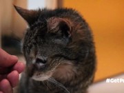 OLD (granny i'd like to foster)  LIKES TO BE GENTLY BY YOU 1/16