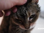 OLD (granny i'd like to foster)  LIKES TO BE GENTLY BY YOU 10/16