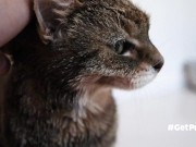 OLD (granny i'd like to foster)  LIKES TO BE GENTLY BY YOU 11/16