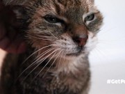 OLD (granny i'd like to foster)  LIKES TO BE GENTLY BY YOU 12/16