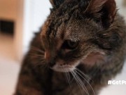 OLD (granny i'd like to foster)  LIKES TO BE GENTLY BY YOU 14/16