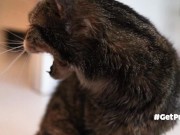 OLD (granny i'd like to foster)  LIKES TO BE GENTLY BY YOU 15/16