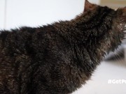 OLD (granny i'd like to foster)  LIKES TO BE GENTLY BY YOU 16/16