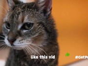 OLD (granny i'd like to foster)  LIKES TO BE GENTLY BY YOU 2/16