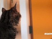 OLD (granny i'd like to foster)  LIKES TO BE GENTLY BY YOU 4/16