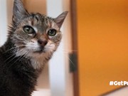 OLD (granny i'd like to foster)  LIKES TO BE GENTLY BY YOU 5/16