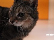 OLD (granny i'd like to foster)  LIKES TO BE GENTLY BY YOU 6/16