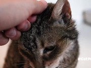 OLD (granny i'd like to foster)  LIKES TO BE GENTLY BY YOU 7/16