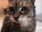 OLD (granny i'd like to foster)  LIKES TO BE GENTLY BY YOU 9/16