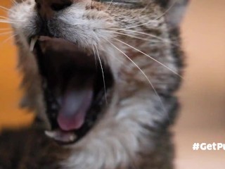 OLD (granny i’d like to foster)  LIKES TO BE GENTLY BY YOU