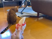 wants to play with you rather than eat
