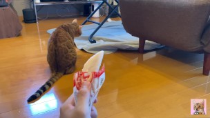 wants to play with you rather than eat