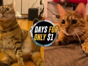 advertising parody . Click here to watch the video for free! 11/16