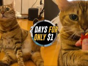 advertising parody . Click here to watch the video for free! 14/16