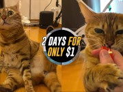 advertising parody . Click here to watch the video for free! 15/16