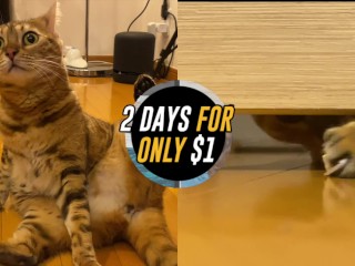 advertising parody . Click here to watch the video for free!