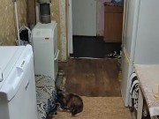 In the evening, in the kitchen 9/16