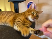 Normally, your energetic pussy is quiet when playing with you ... . 12/16