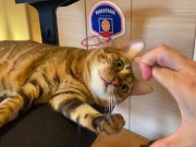 Normally, your energetic pussy is quiet when playing with you ... . 13/16