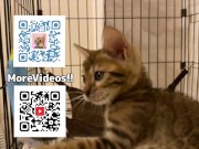 Normally, your energetic pussy is quiet when playing with you ... . 16/16