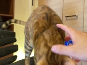 Normally, your energetic pussy is quiet when playing with you ... . 2/16