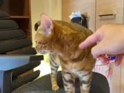 Normally, your energetic pussy is quiet when playing with you ... . 3/16