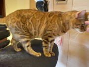 Normally, your energetic pussy is quiet when playing with you ... . 5/16