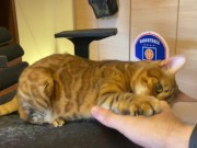 Normally, your energetic pussy is quiet when playing with you ... . 6/16