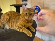 Normally, your energetic pussy is quiet when playing with you ... . 7/16