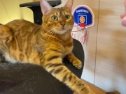 Normally, your energetic pussy is quiet when playing with you ... . 8/16