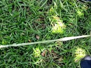 Pee Compilation 7/16