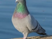 EP3 Type R meme 12/16