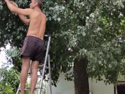 Time to pick pears 1/16