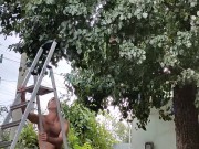 Time to pick pears 10/16