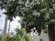 Time to pick pears 11/16