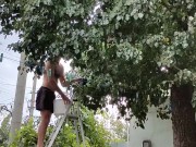 Time to pick pears 12/16