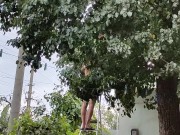 Time to pick pears 15/16