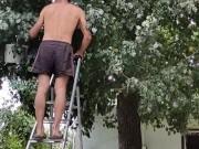 Time to pick pears 3/16