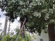 Time to pick pears 5/16