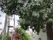 Time to pick pears 6/16