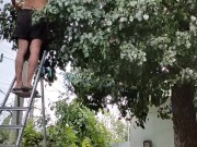 Time to pick pears 8/16