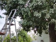 Time to pick pears 9/16