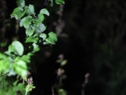 Sex Evidence - Nice Memories 12/16