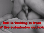 Femdom mistress humiliates slave cuckold with bull 10/16