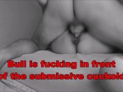 Femdom mistress humiliates slave cuckold with bull