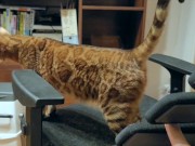 Pussy loves to jump on your fingers .... Piston play 4/16