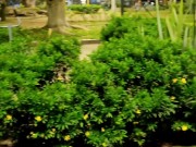 Shameless girl doing pee in public garden