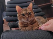 High-flying furry kitty feels nothing for what you do .... Ignored owner